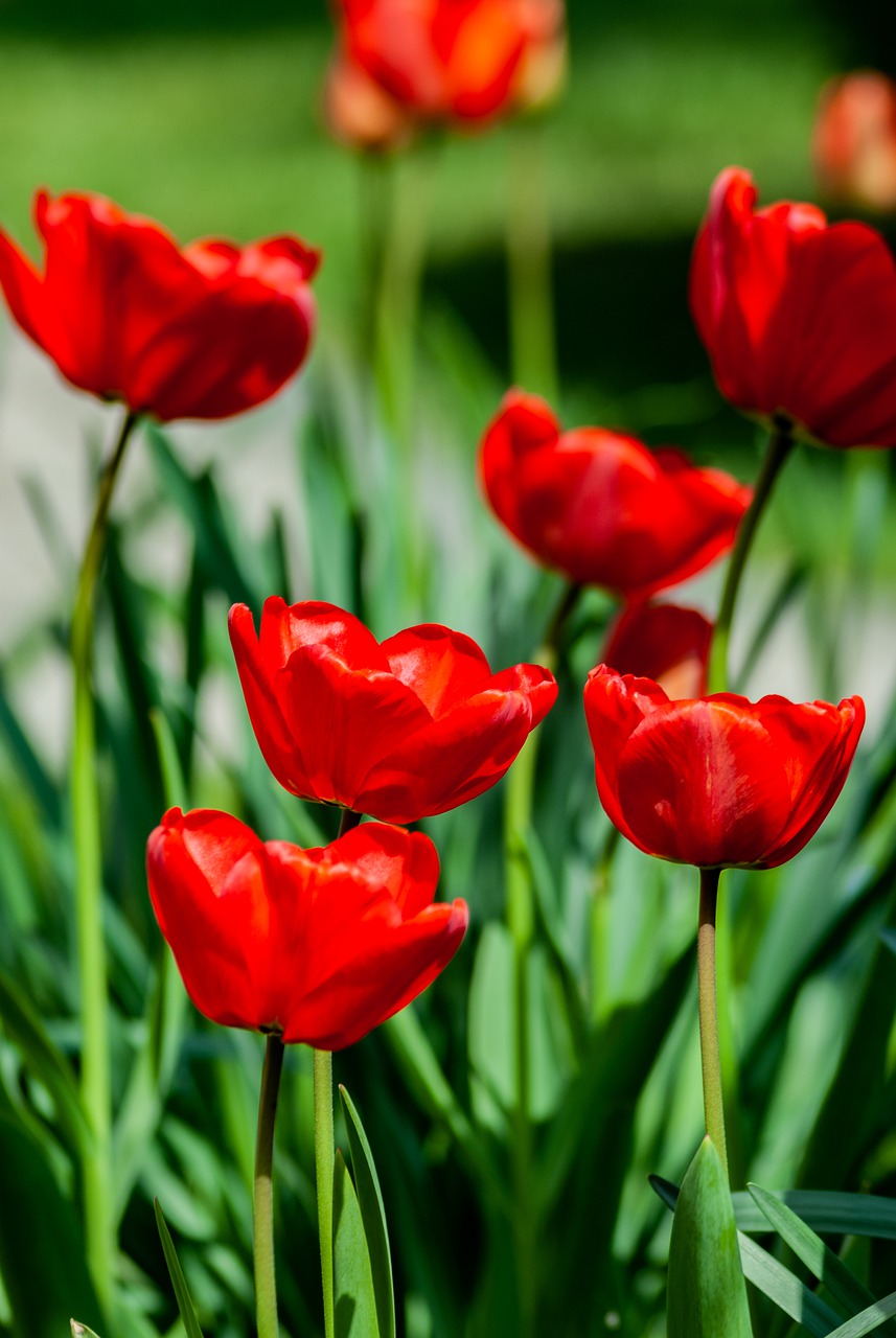壁纸—艳丽鲜花(9张美丽鲜花美图)