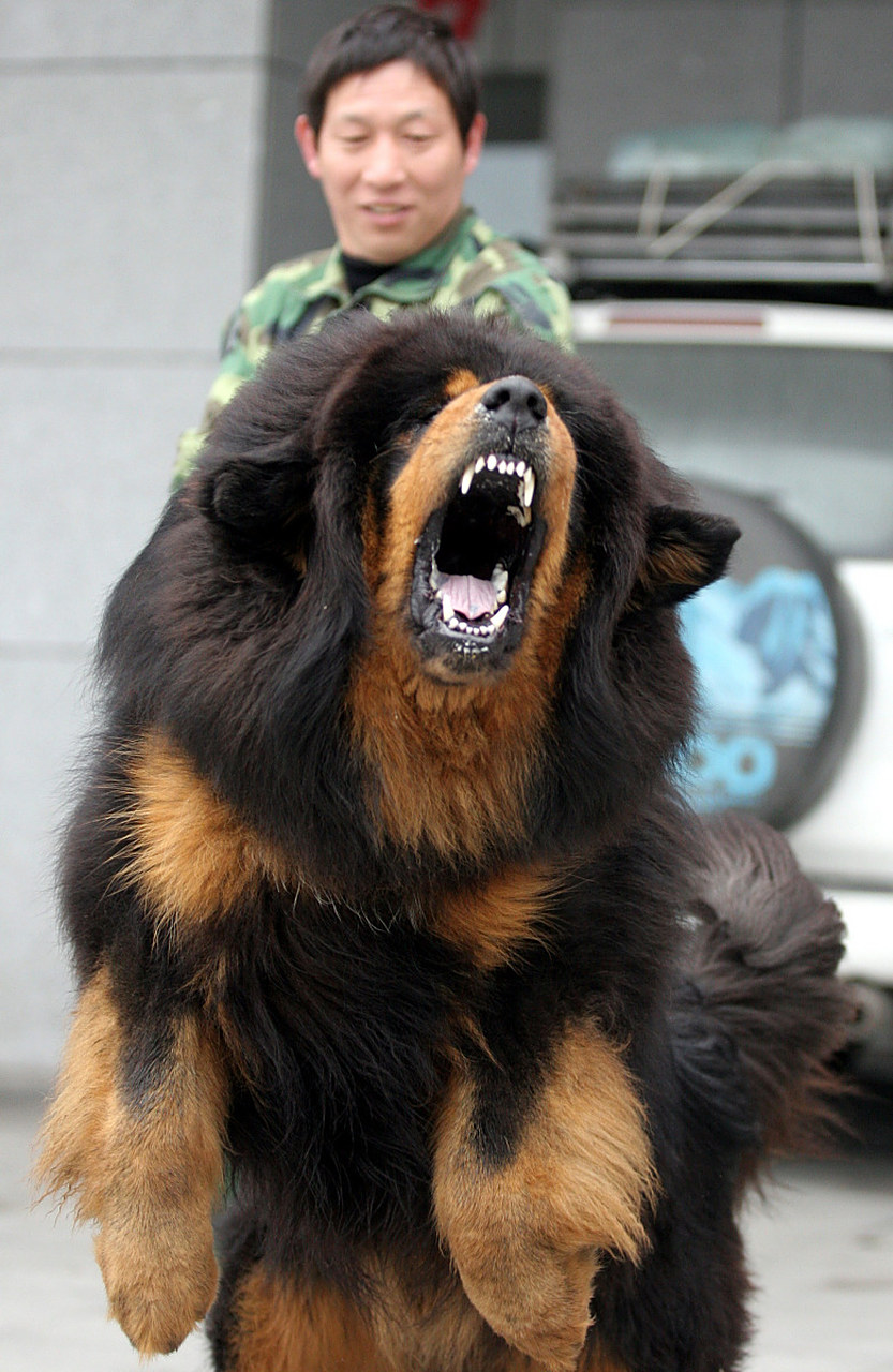 家养藏獒发狂扯断男童手臂#   近日,一则令人震惊的新闻引起了广泛