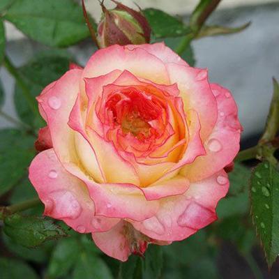 月季品种"浪漫玫瑰面纱"奶油橙黄色,花色多变,有淡淡的香味