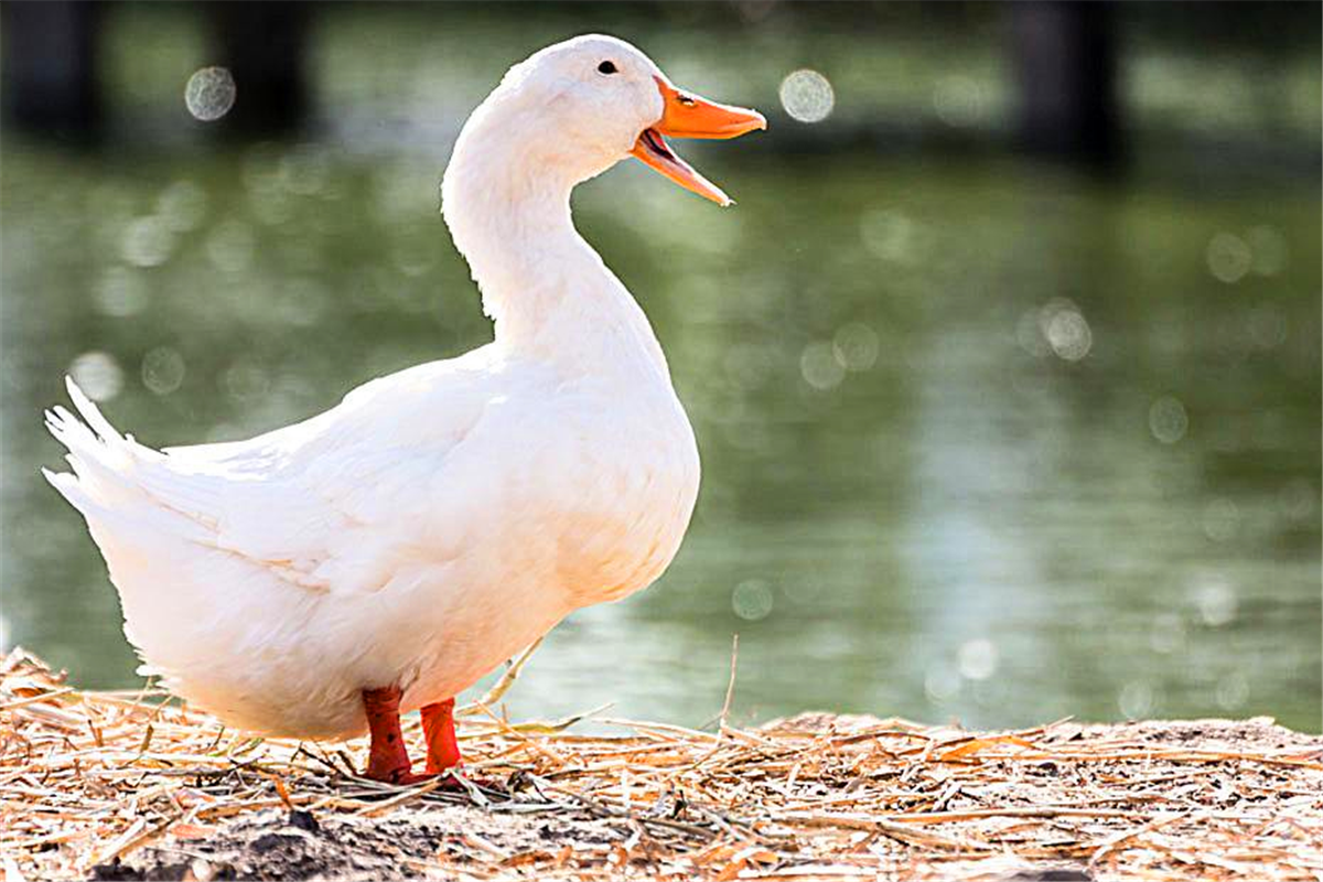 农村俗语"三斤鸭子两斤嘴"除了吃货们知道的意思,还有深层含义