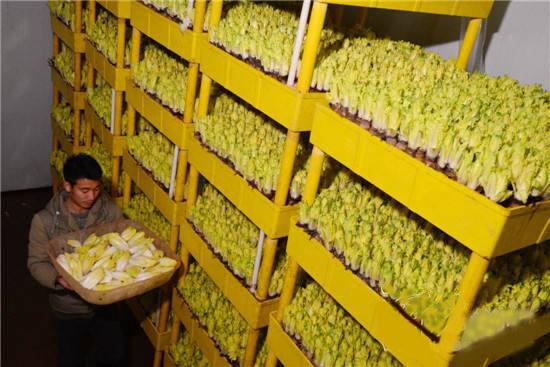 不出门种点这个菜,可无土栽培,1个架子就种出百十斤,40天采收