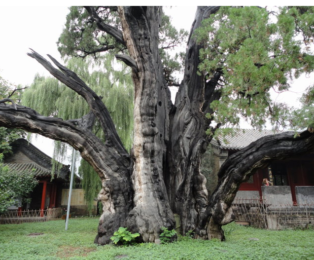 这是湖北荆州太师渊章华寺内的章台古梅,传说这棵