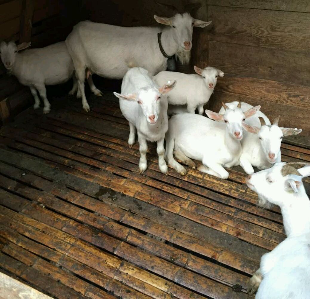 大山里养羊,羊圈的设计方法!注意事项