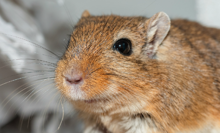 北非肥尾沙鼠非常可爱,但不旦它们外表上像仓鼠,连行为也很像仓鼠.