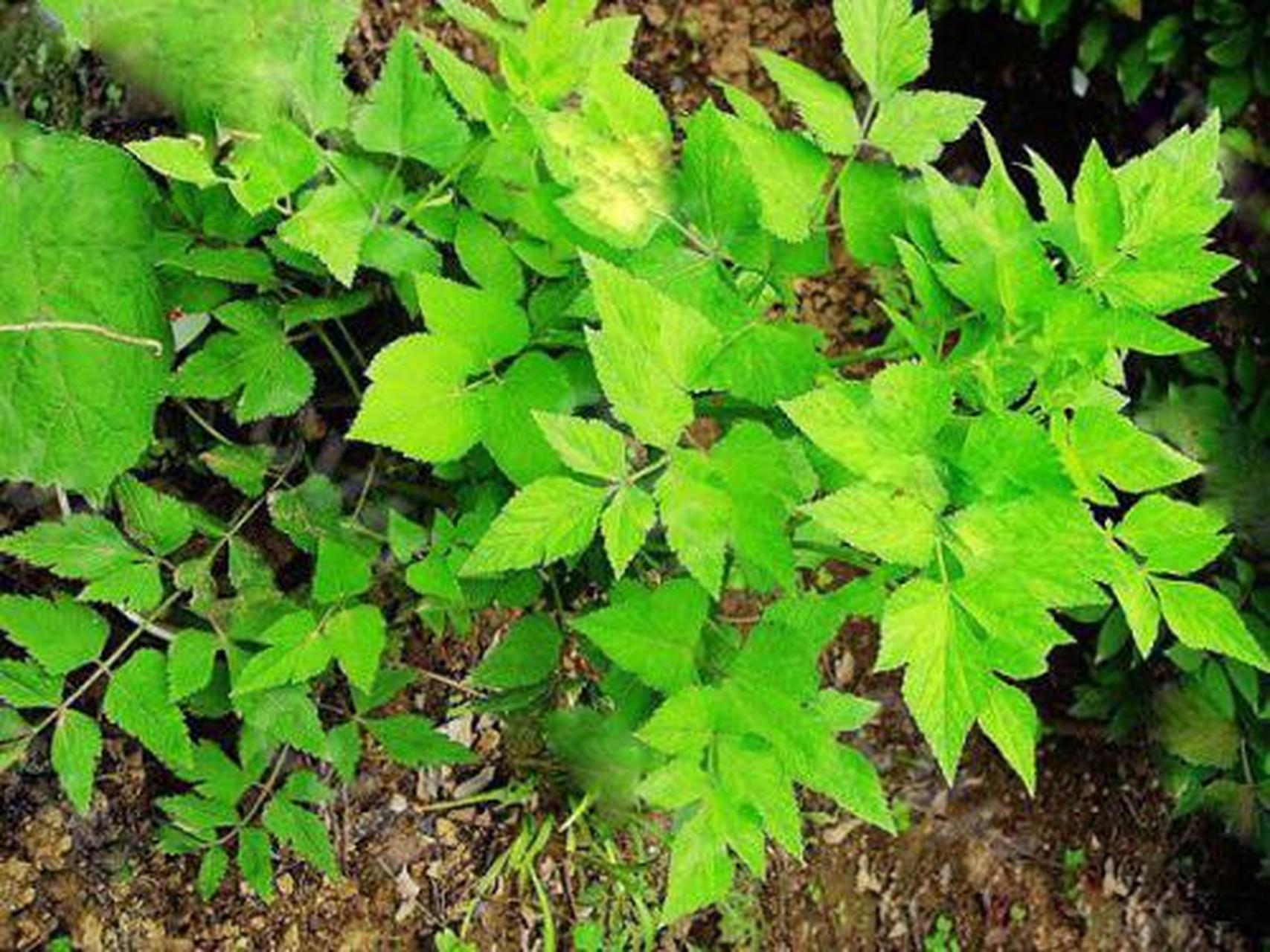 科普知识竞赛#羊红膻,中药名.为伞形科植物羊红膻的根或全草.