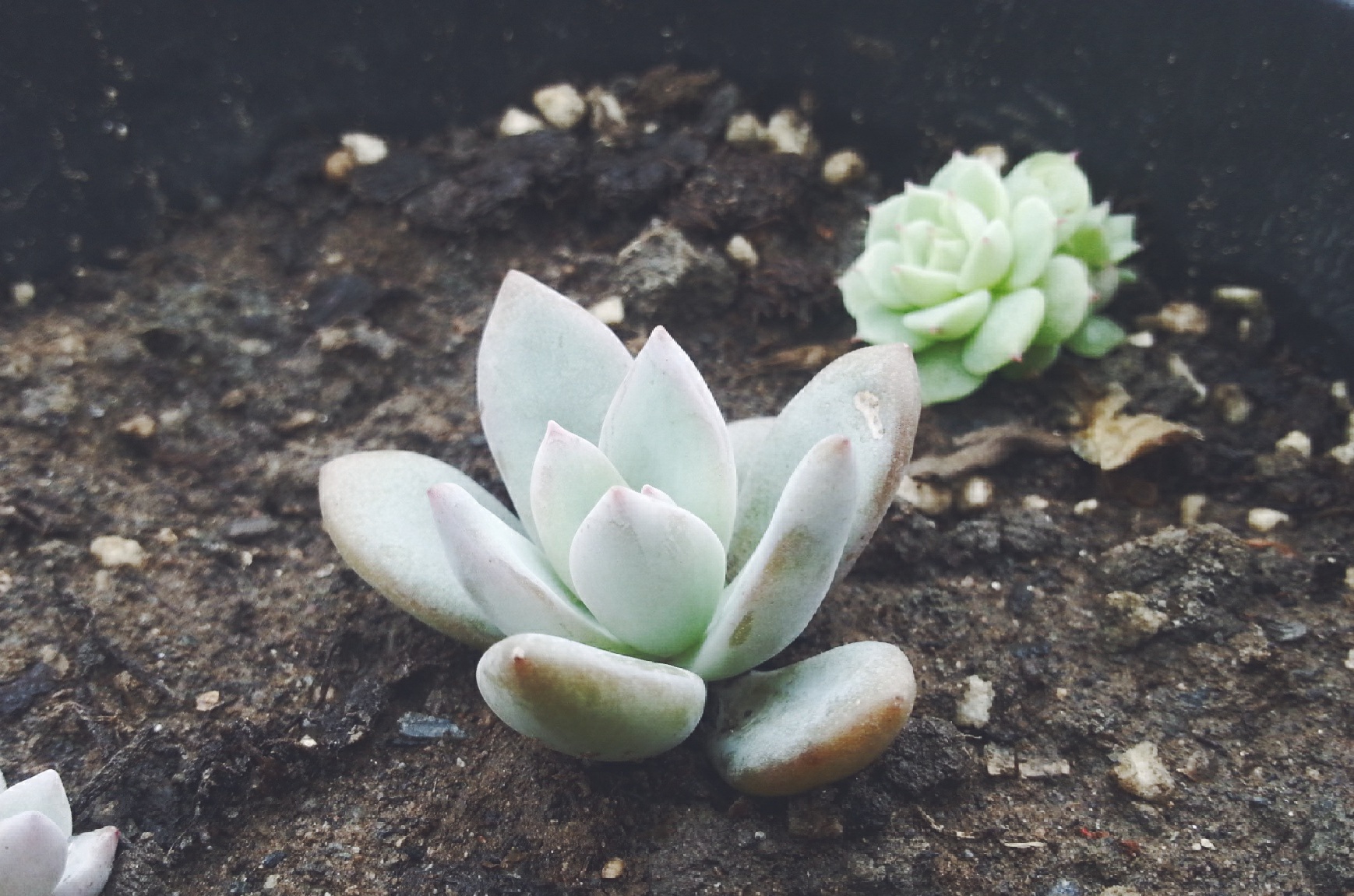 堪比冰山雪莲的"多肉小精灵"——霜之朝