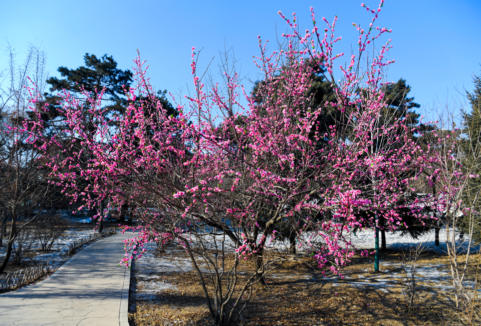 在长春市南湖公园,一片茂密的桃花林吸引了市民们目光,零下十几度的