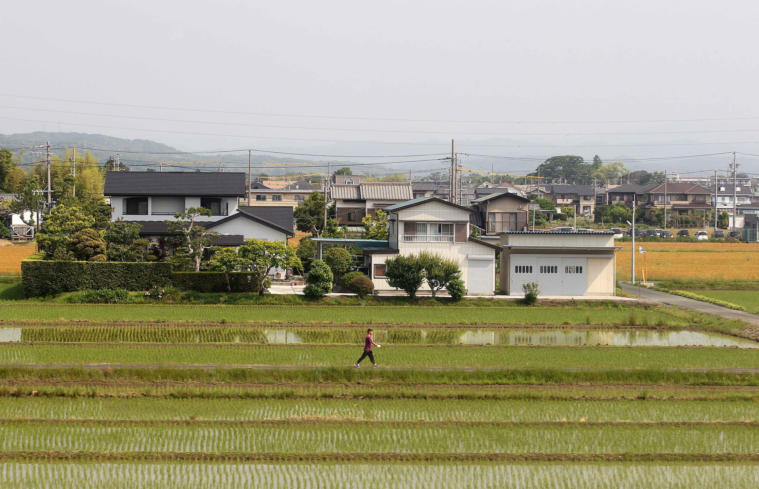 图为日本农村的道路,虽然没有被铺上水泥地,但道路两旁都种植着花花