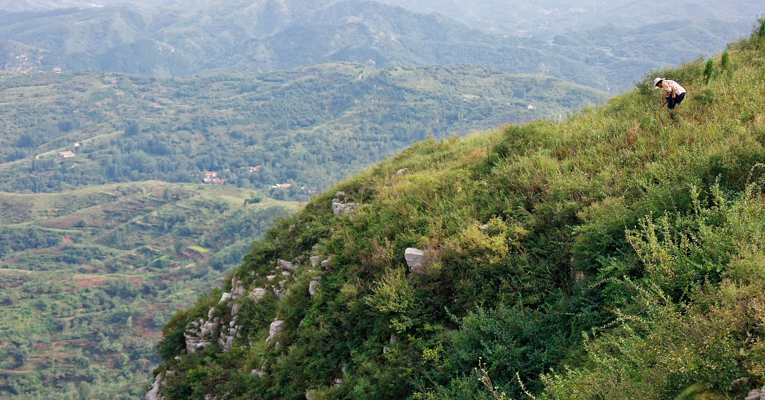农村这对老夫妻得闲到山上采野韭菜花,半晌就各自采了一大筐!