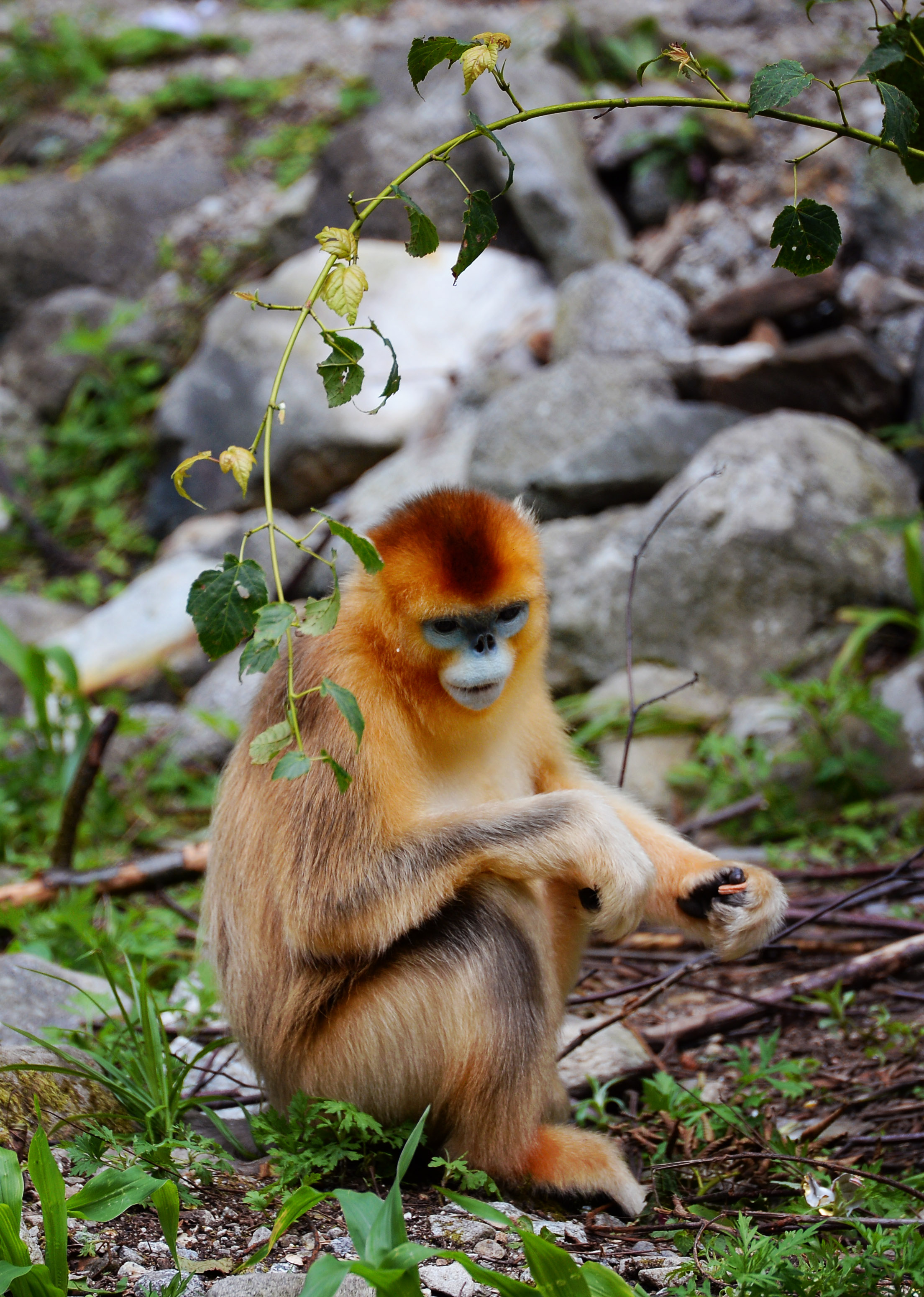 密林中的精灵——秦岭金丝猴(2)