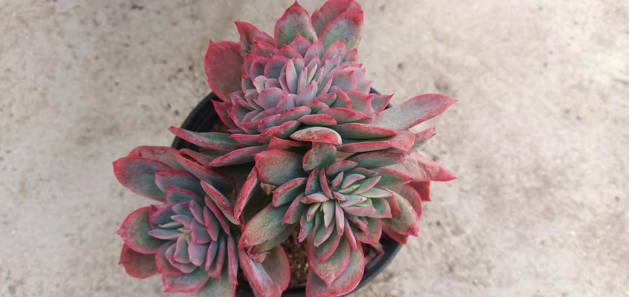 5种缀化多肉来比美,个个都娇艳,哪一种更能打动你