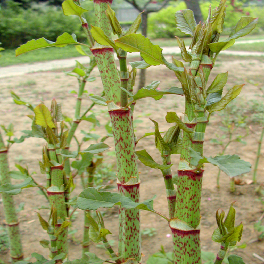 农村一种植物"花斑竹",以前农民拿来喂猪,极为珍贵,一斤30元