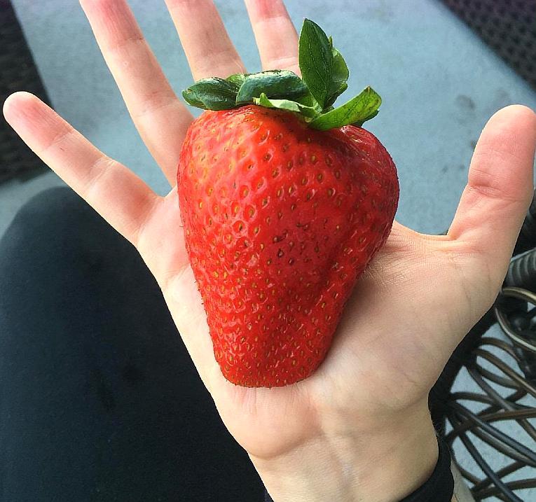 这是一个巴掌大的草莓,这一口咬下去想一想都很爽啊