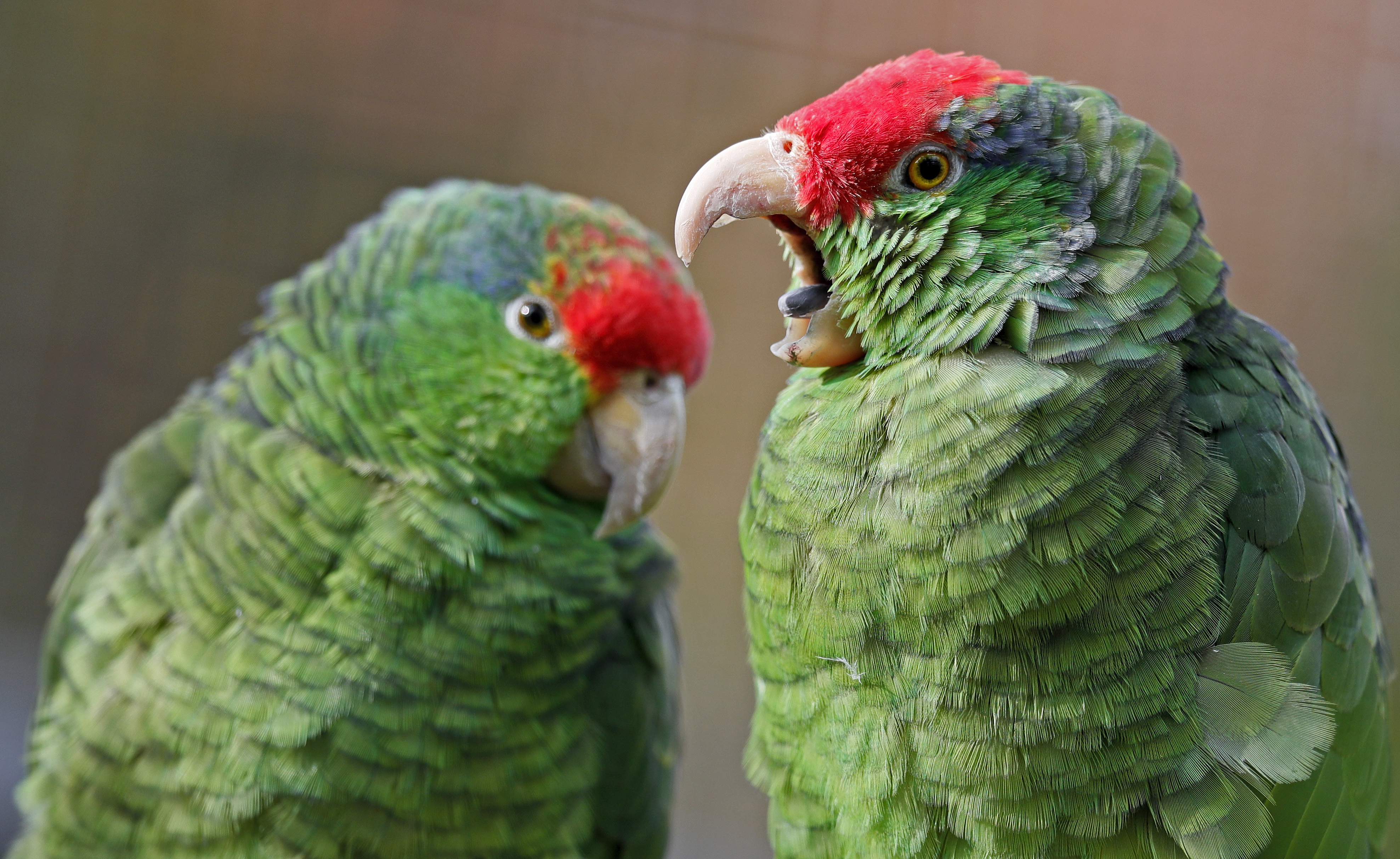海德堡的鸟类动物园