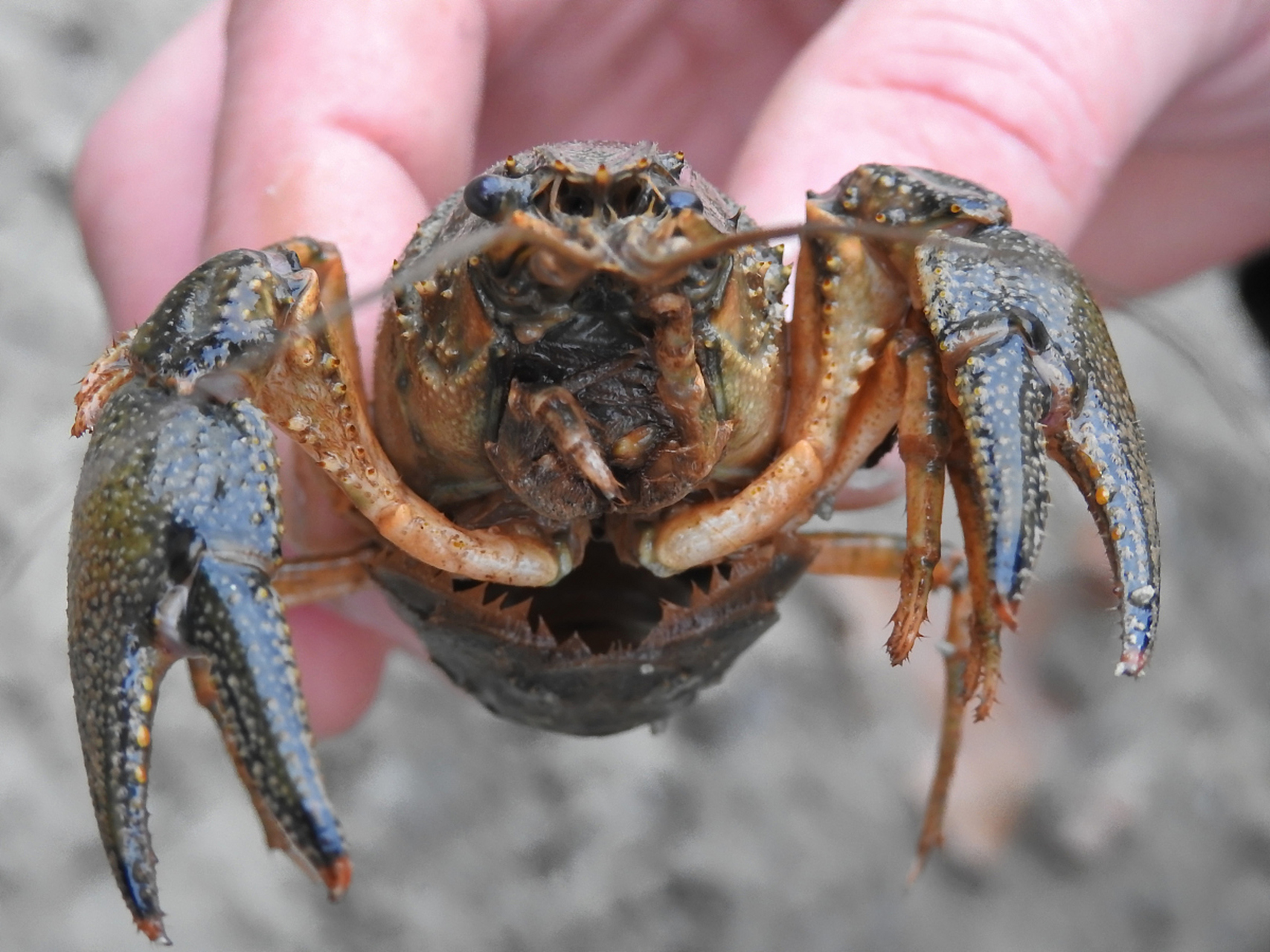 摘要: 养出活力四溢的小和尚蟹需要选择足够大的容器,提供去氯处理过