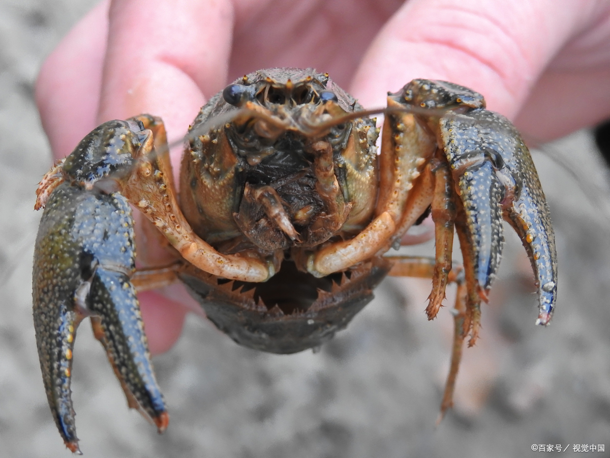 和尚蟹怎么养?手把手教你养出活力四溢的小和尚蟹!