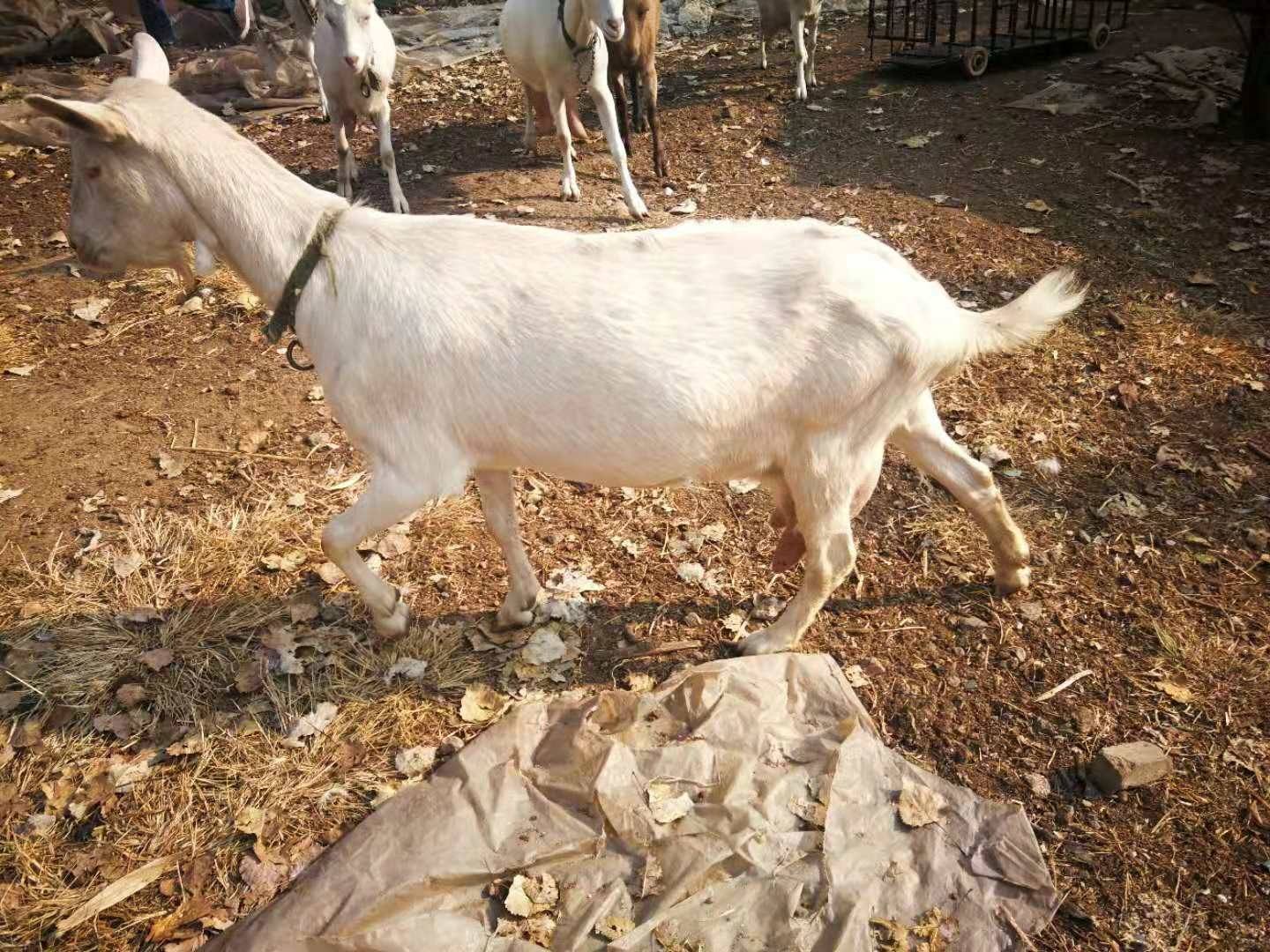 山羊养 - 热门商品专区