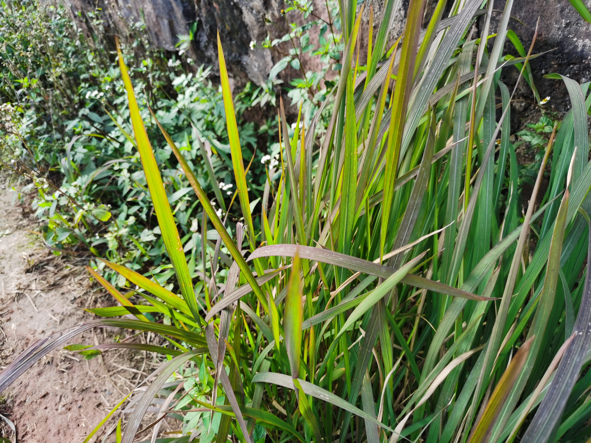 农村山上常见的一种植物"茅草,还有没有价值呢?