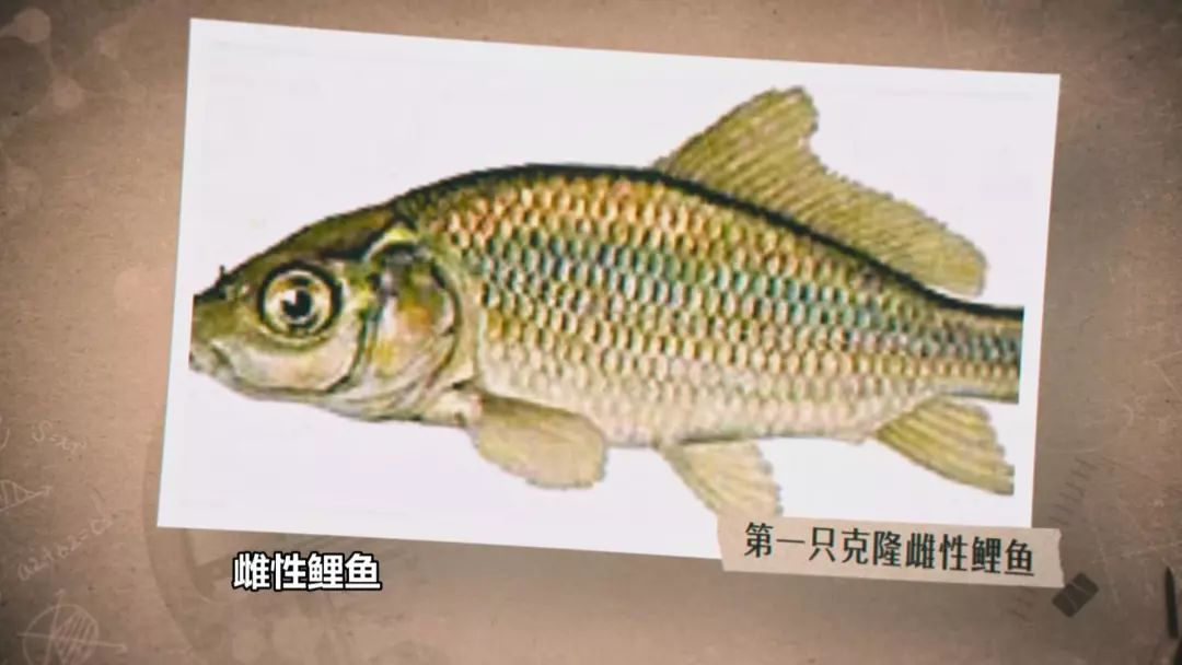 《为了新中国》丨中国克隆之父·童第周