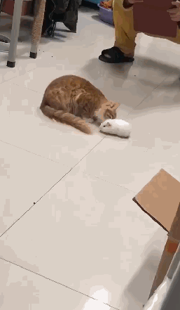 仓鼠跟猫第一次相见,猫的举动让全宿舍傻眼,喵:你可别再过来了