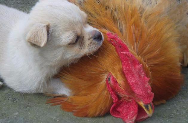 狗无八年,鸡无六载?老人家为什么这么说?这不是迷信