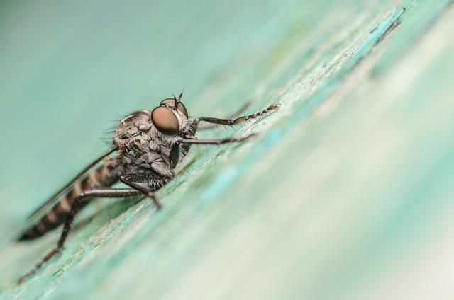 红头苍蝇的养殖技术