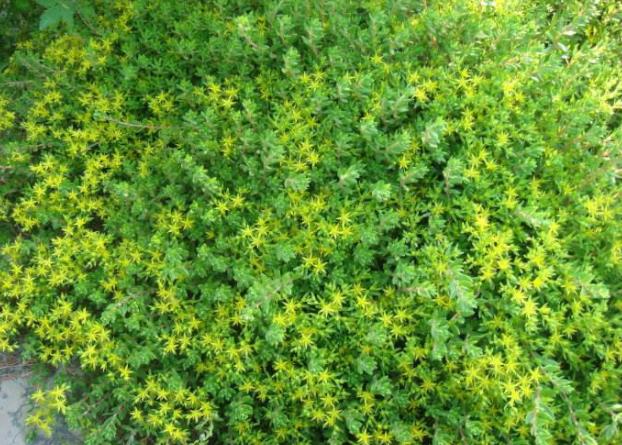 农村这种狗牙菜,农民从来不在意,如今城里当盆栽