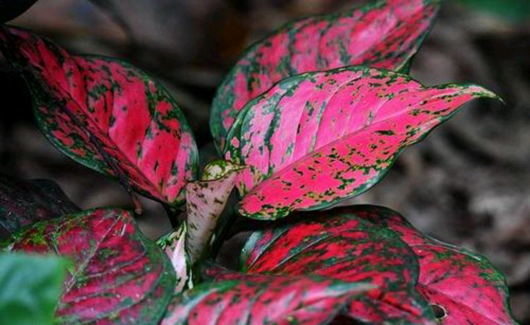 一花一世界,一叶一菩提——奇花异草彩叶万年青,花语赠花常识