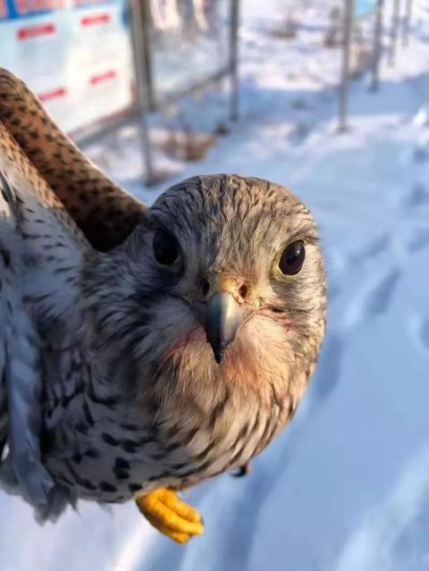 双鸭山边境民警救助国家二级保护动物"鸟鹰"