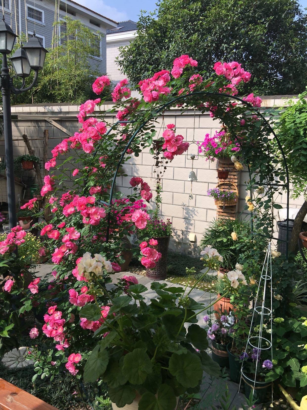 农村小院养"6种花",漂亮好养,长势旺盛,树形好看,开成花海