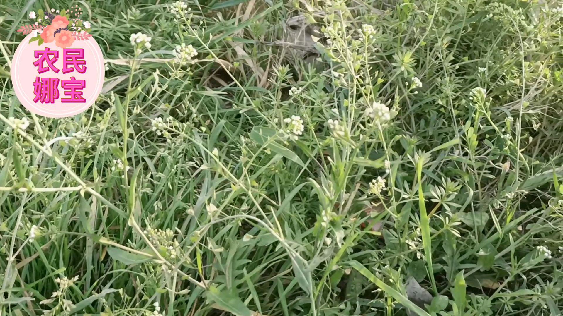 乡间开了花的荠菜也不要扔,还有这些用途。我也才知道