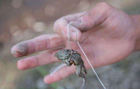 野外抓不到龙虾?那是没看到这篇文章,保你成为全村最靓的那个仔