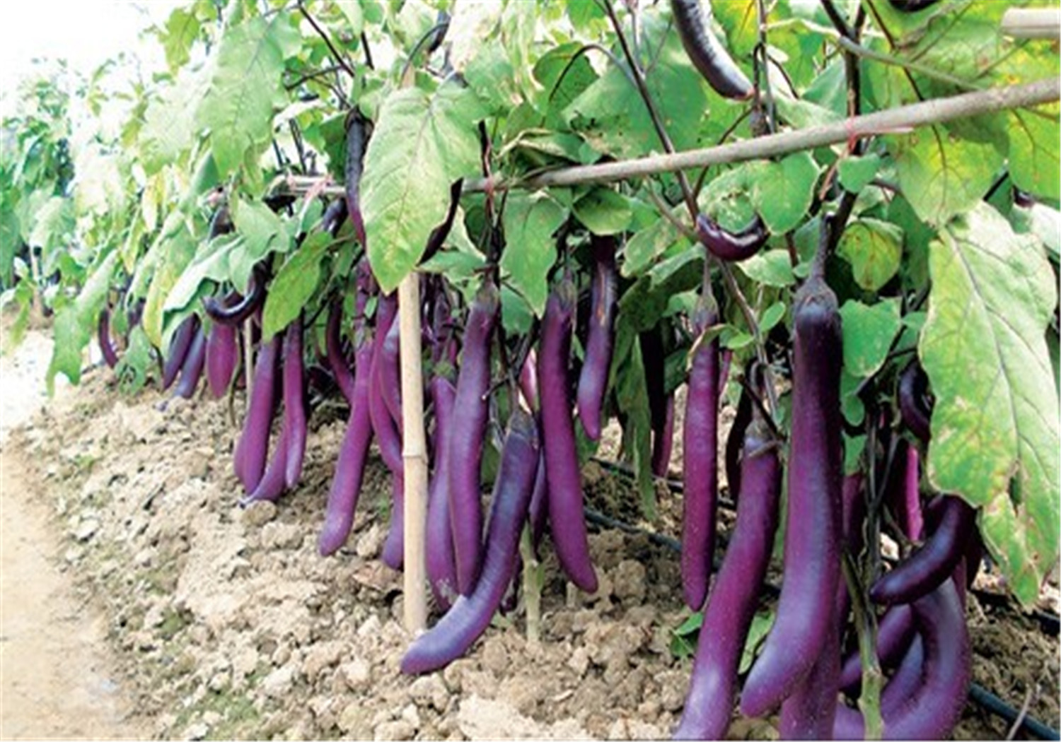 茄子- 热门商品专区