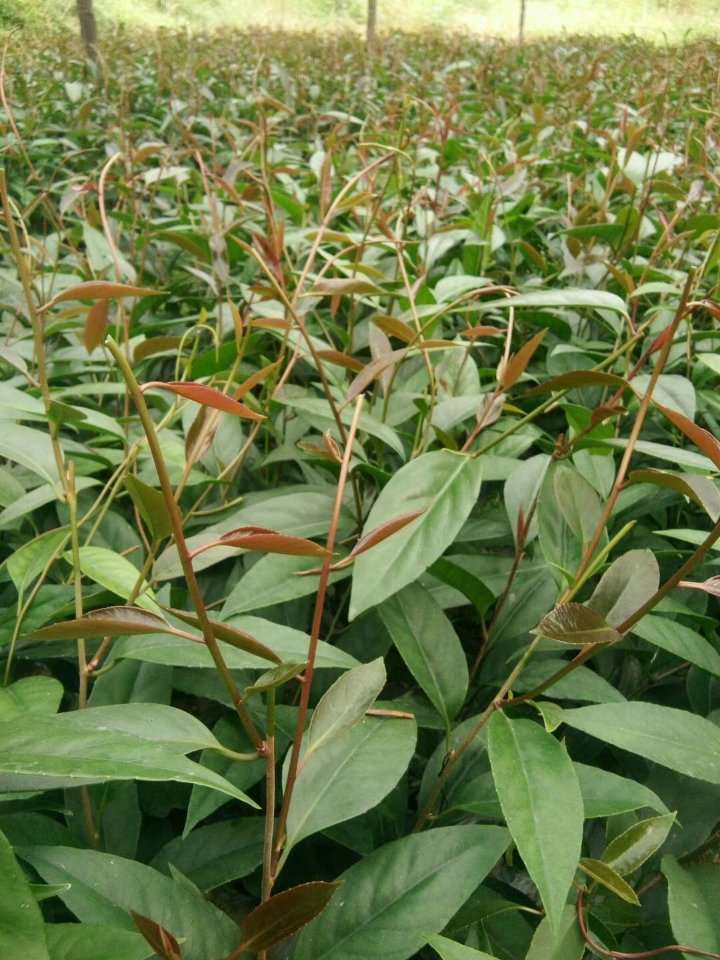 侗家人中的黑老虎