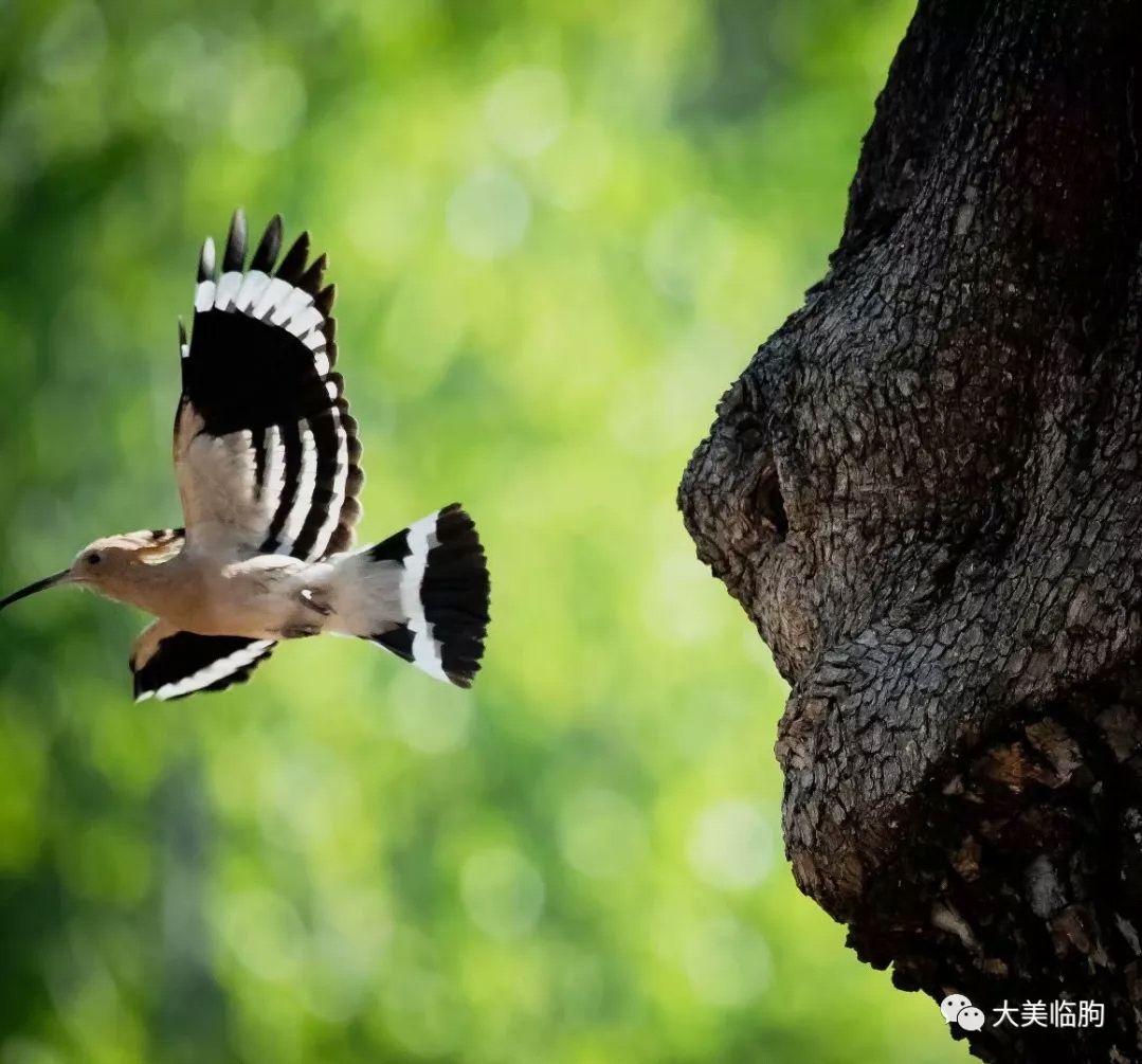 這鳥,俺叫:咕咕沙