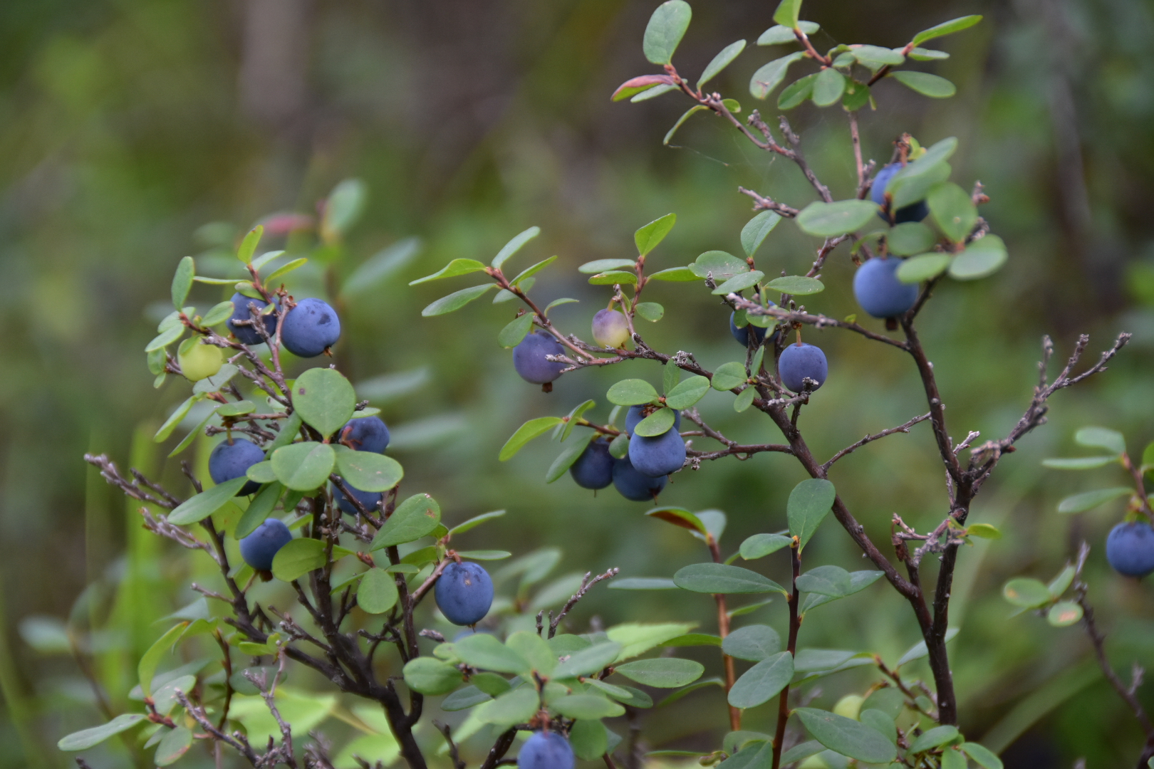野生蓝莓树山上图片