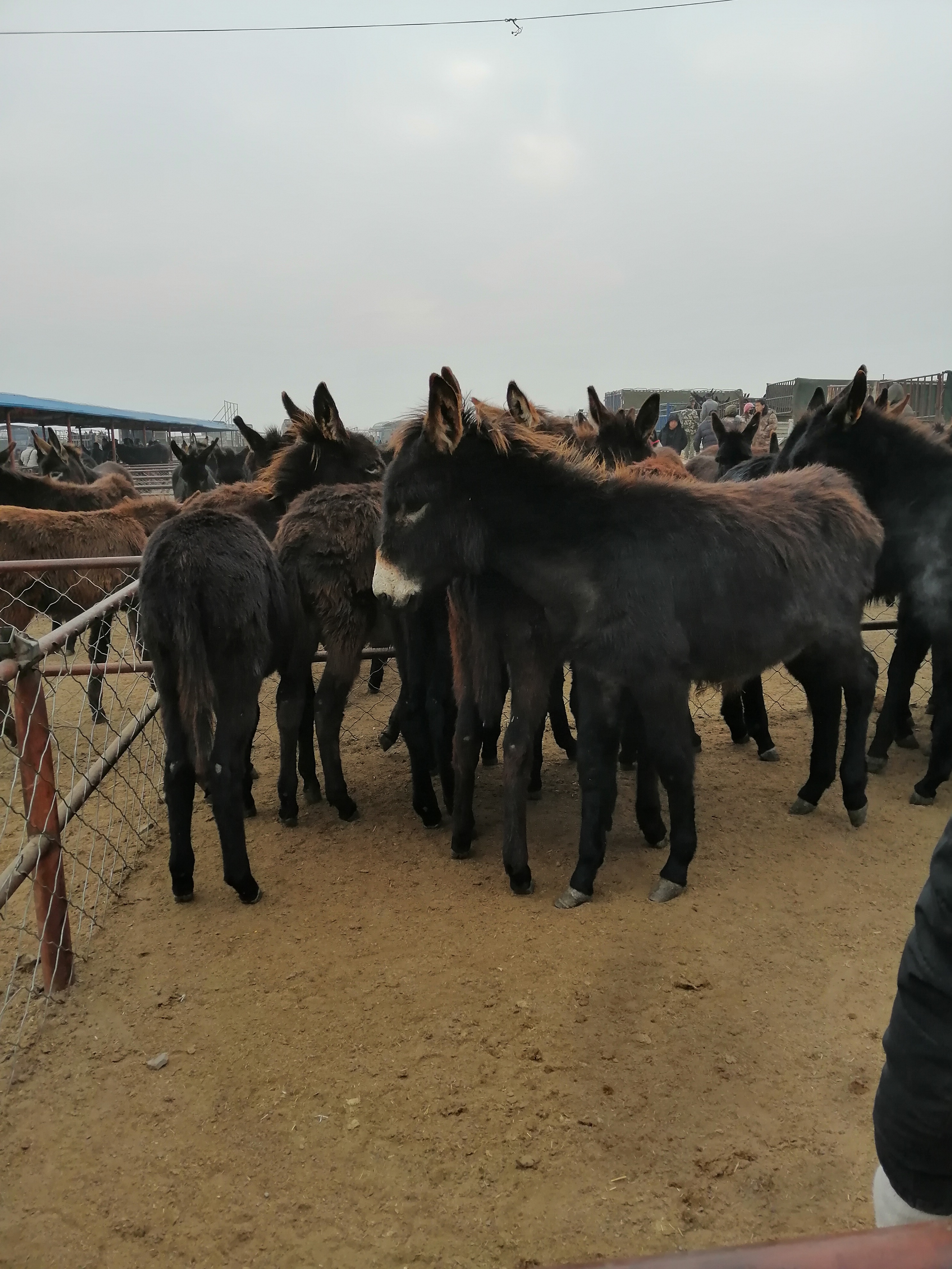 黑山牲畜交易市场太多的牛马驴
