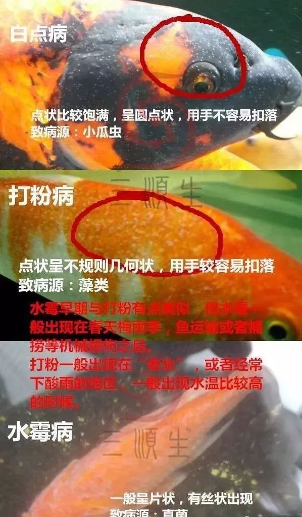 打粉?水霉?一张图教会你如何去辨别