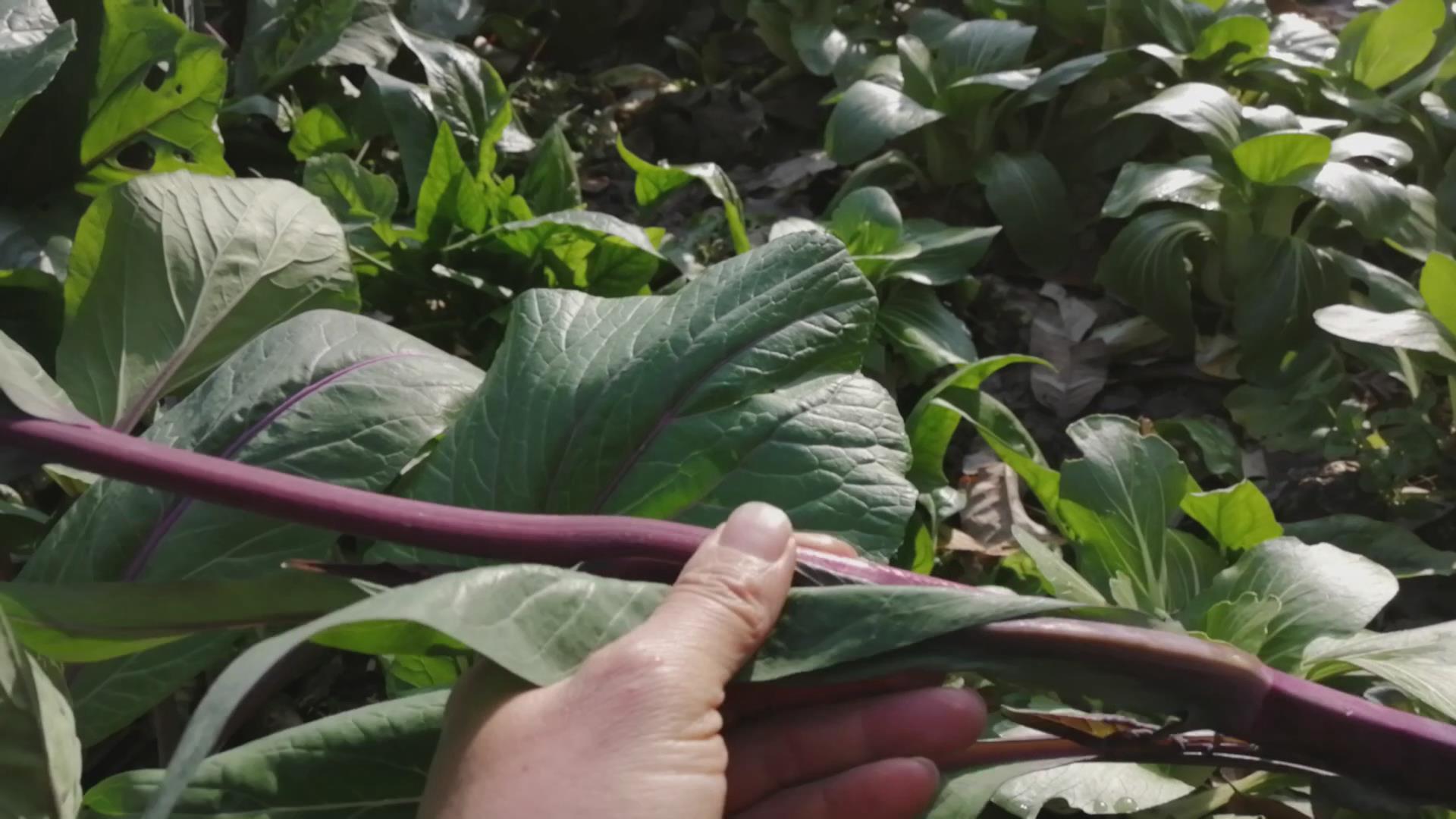 湖南农村人爱吃的红菜苔,你家种有吗?种一季可以吃好几茬