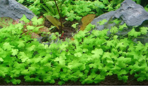 水草百科—前景草天胡荽