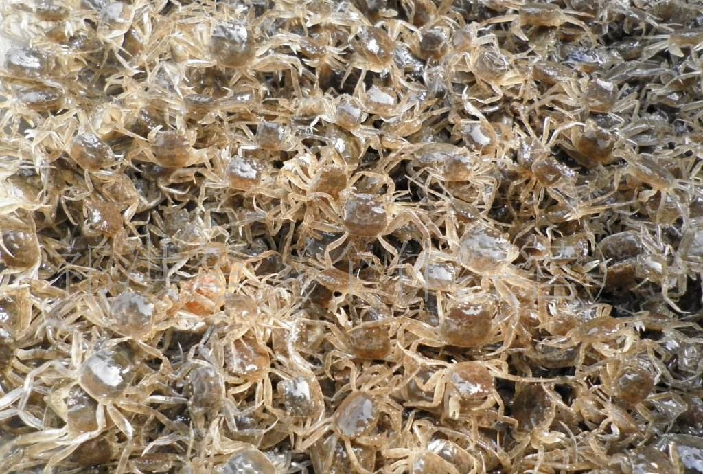 螃蟹苗 - 热门商品专区