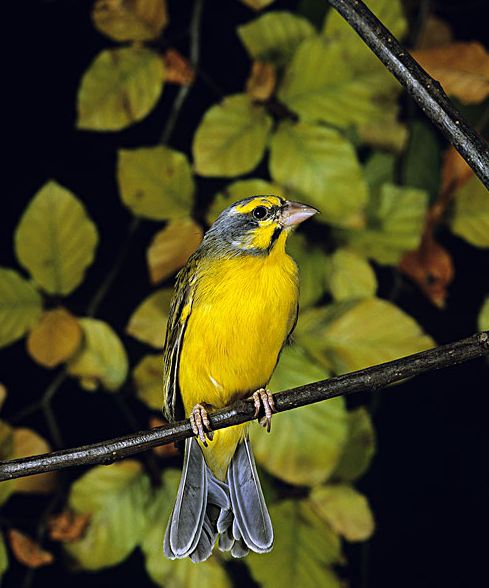 野生金丝雀,通常是绿色或橄榄色,宠物金丝雀通常是嫩黄色