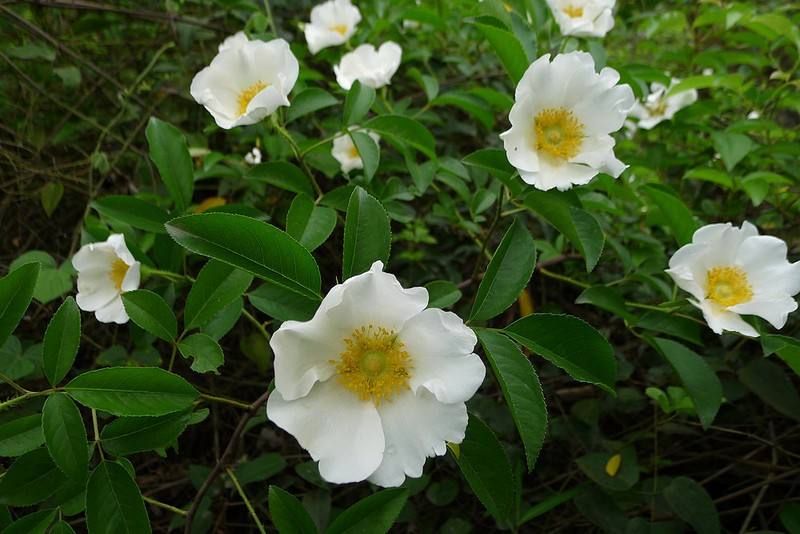 今日植物推荐:这种植物不仅好看,药用价值还很高哦