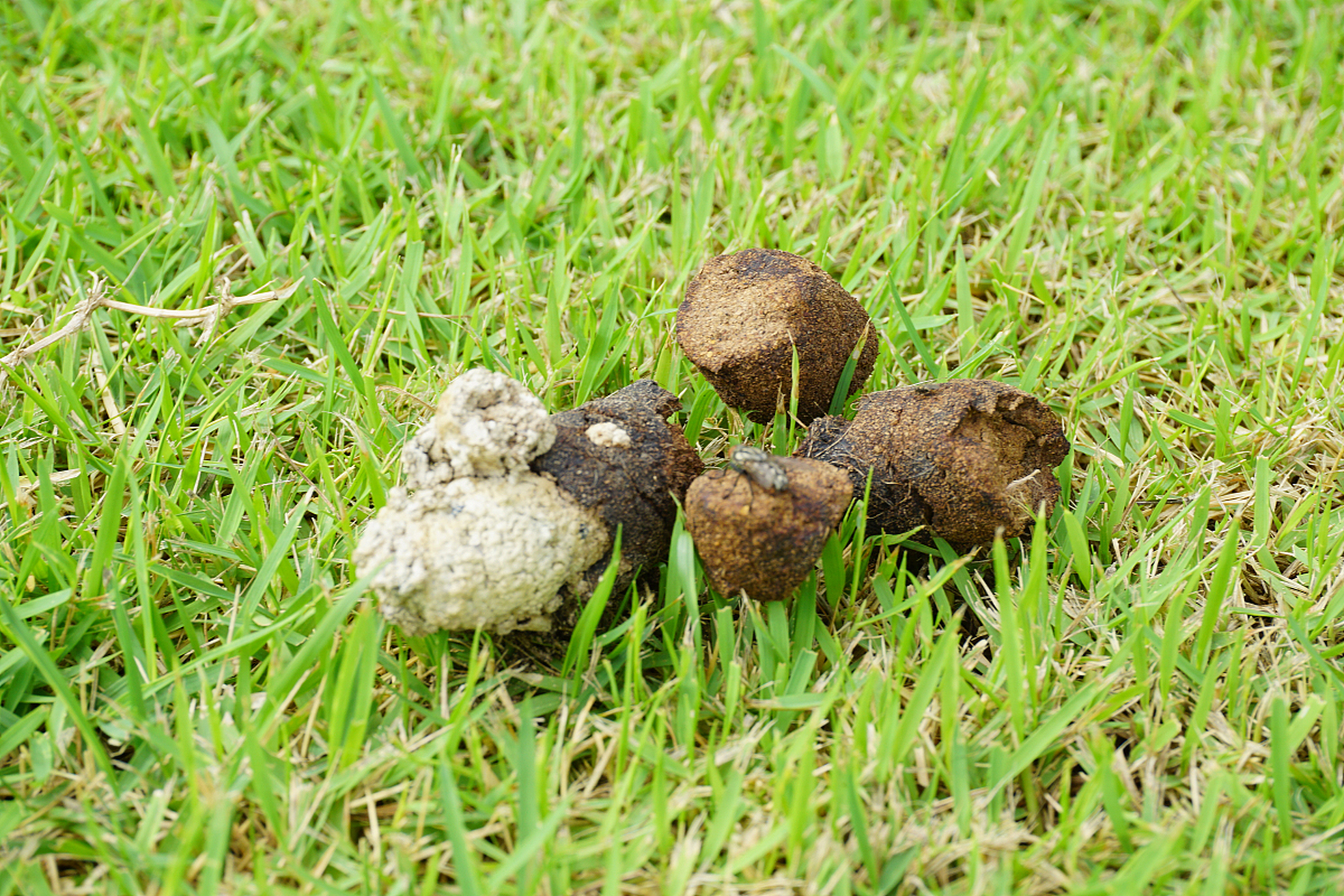 这个成语出自于唐代韩愈的《进学解》:"玉札丹砂,赤箭青芝,牛溲马勃