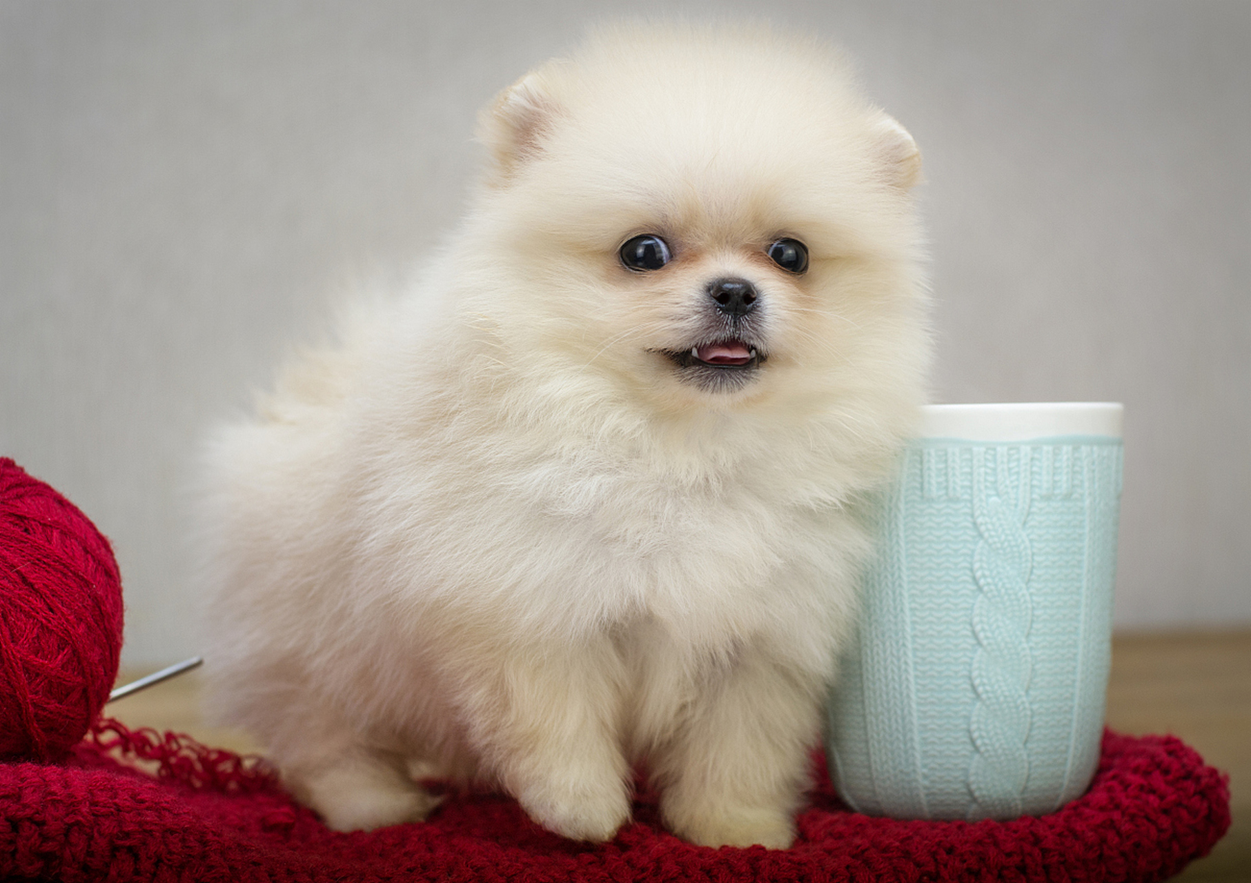 博美犬是一种活泼可爱的宠物狗,拥有浓密被毛和灵动眼神,聪明易训.