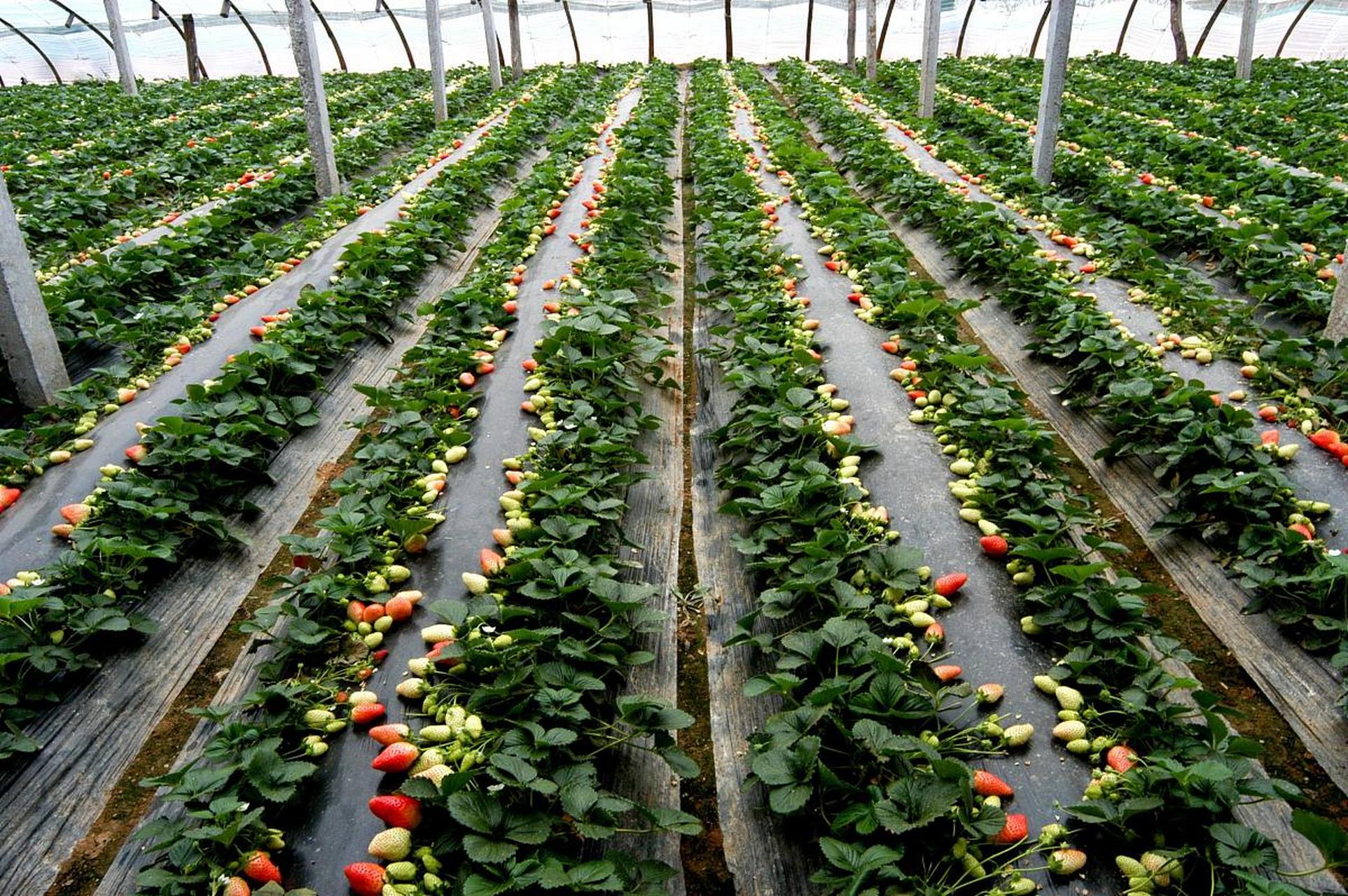 对于种植草莓来说,补钙不是必需的,但钙对草莓的健康生长和高产量具有