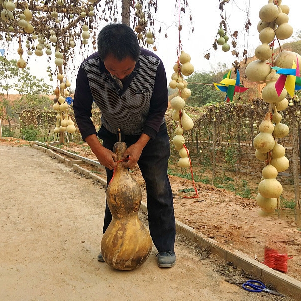 百亩葫芦品种多,最大长达两米,民间艺术制成工艺品