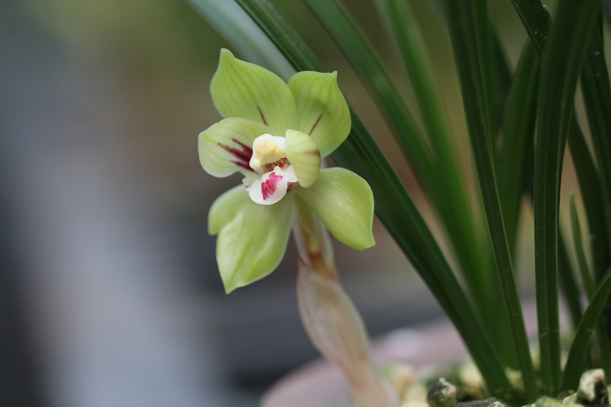 植物"云"科普丨精品兰花赏析