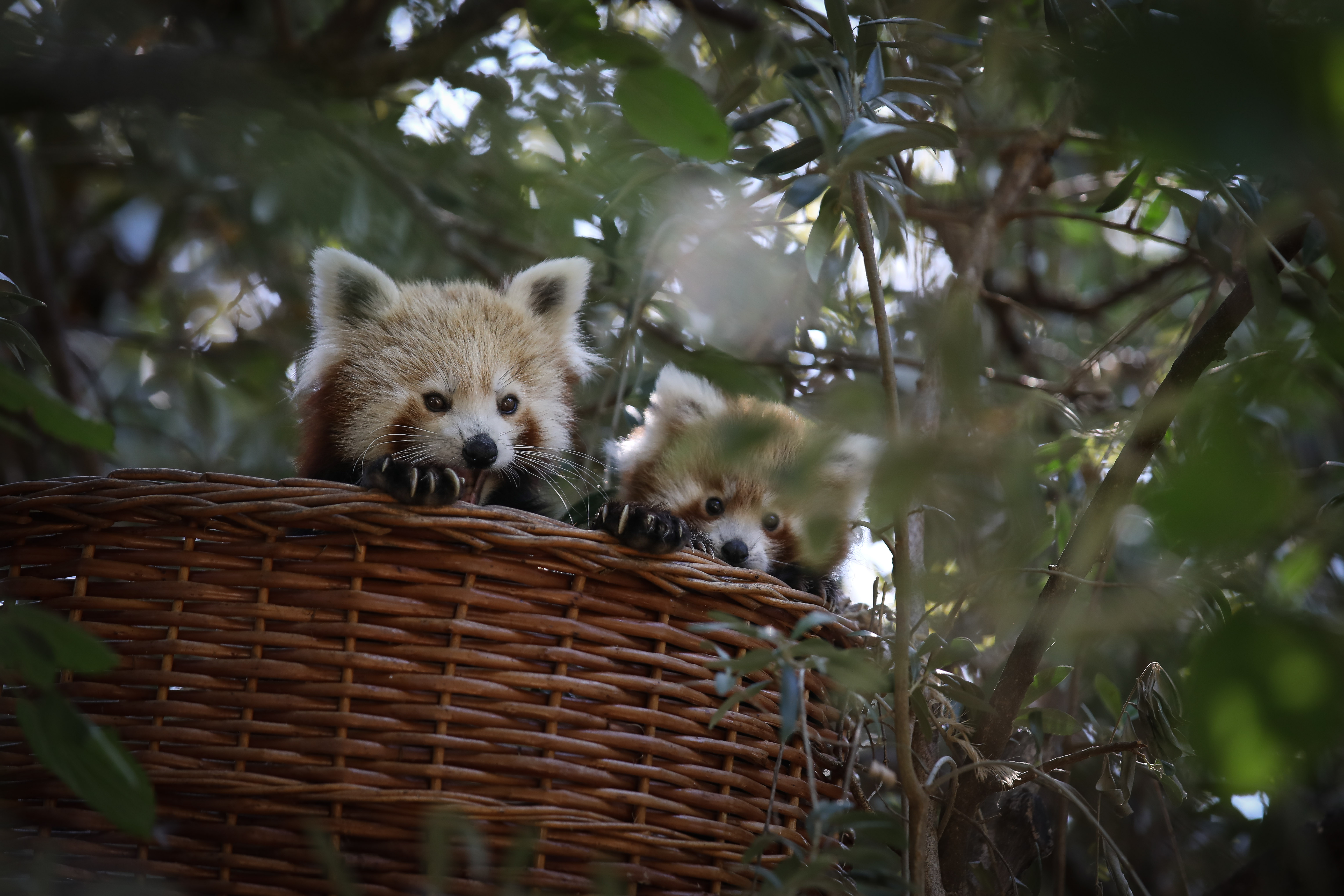 里斯本动物园的小熊猫(3)