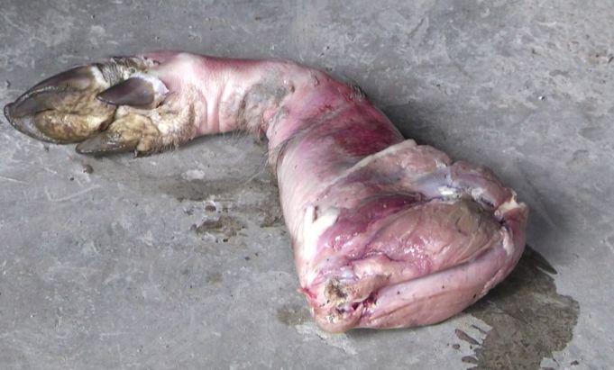 想吃猪肉没钱买咋办,贵州一男子打起了野猪的主意